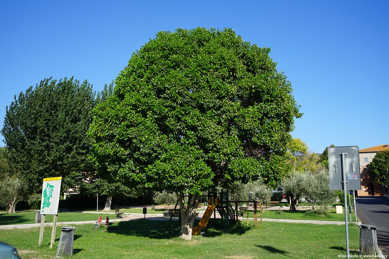ligustrum lucidum