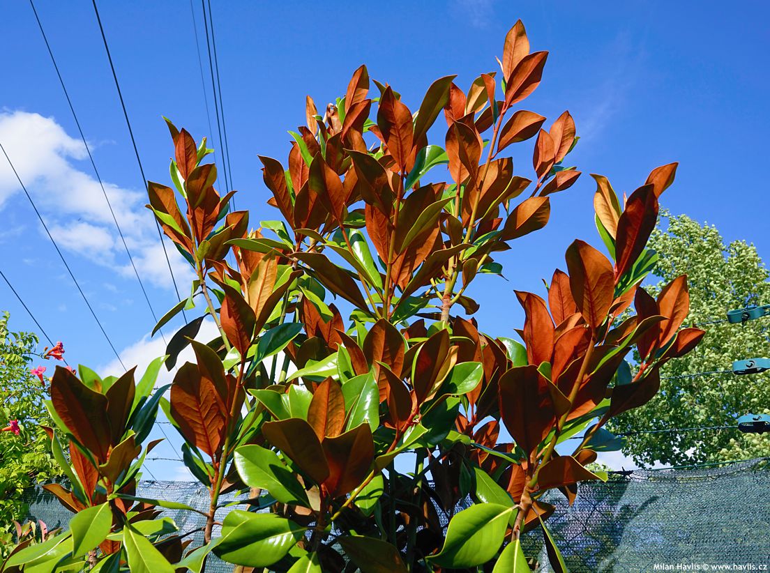 magnolia grandiflora D D Blanchard.jpg
