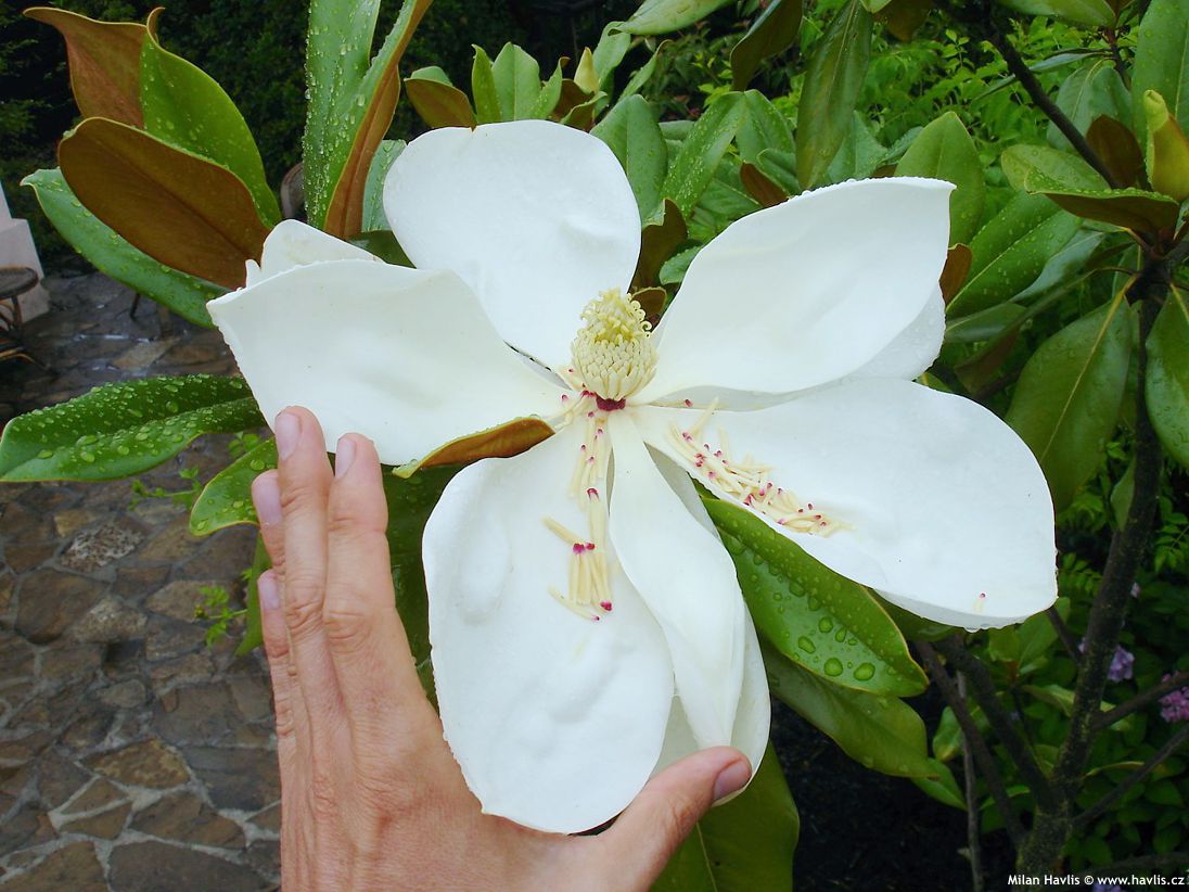 magnolia grandiflora Edith Bogue 2.jpg