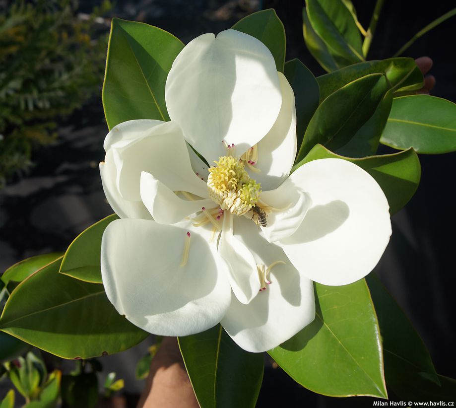 magnolia grandiflora Francois Treyve 2.jpg