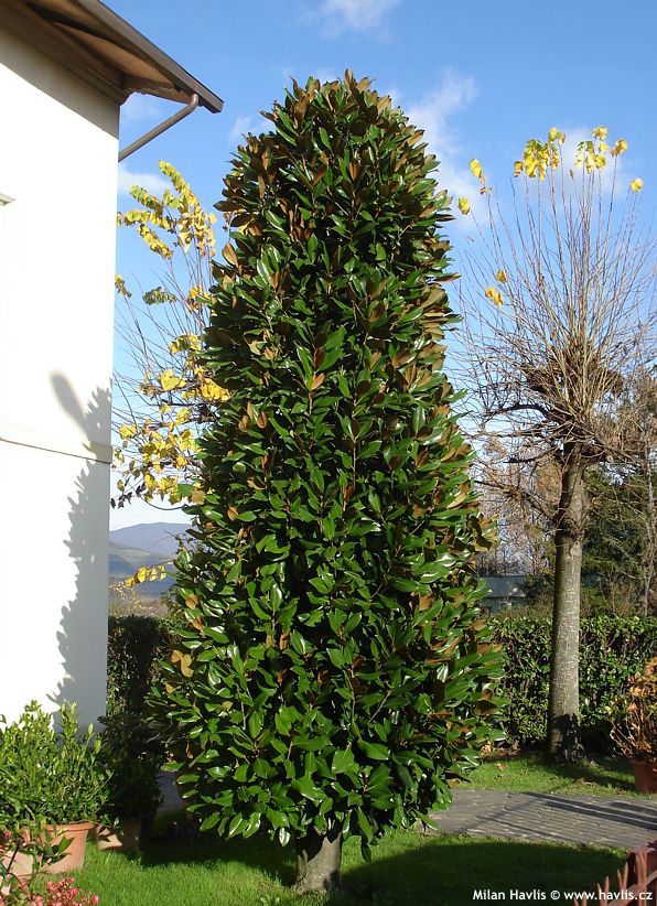 magnolia grandiflora Galissonniere.jpg