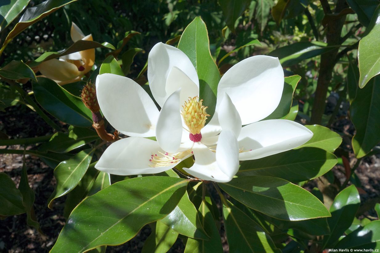 magnolia grandiflora Hardy Safro 1.jpg
