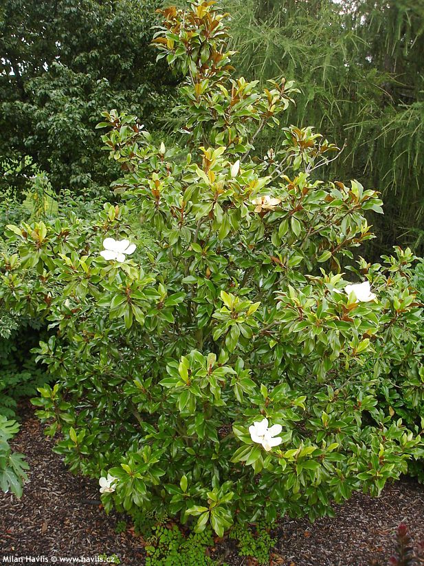 magnolia grandiflora Hardy Safro 5.jpg