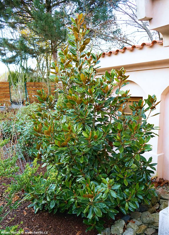 magnolia grandiflora Little Gem 1.jpg