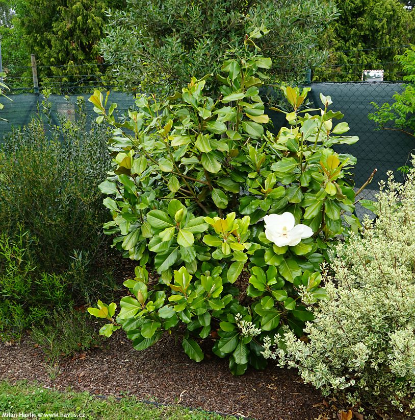 magnolia grandiflora Mont Blanc 2.jpg