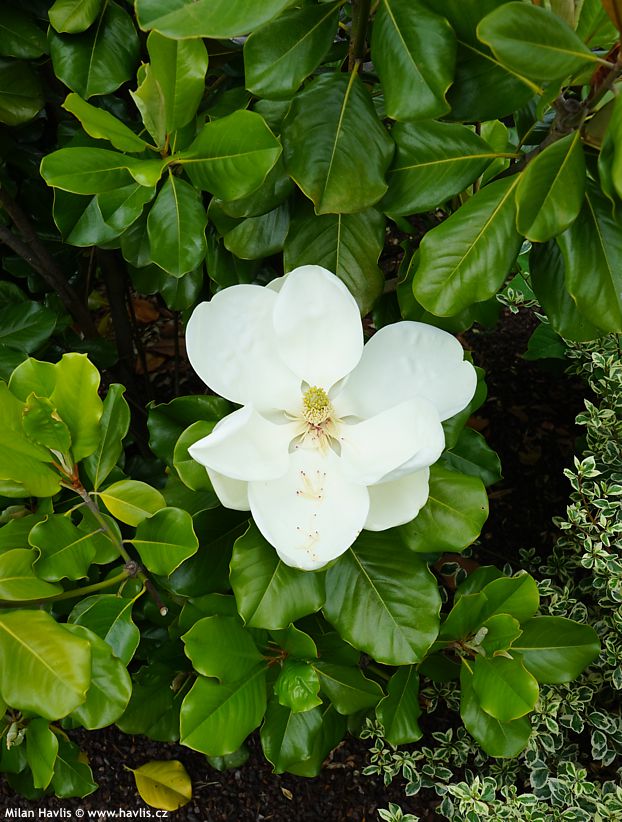 magnolia grandiflora Mont Blanc 3.jpg