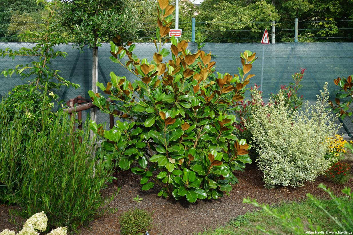 magnolia grandiflora Mont Blanc 4.jpg