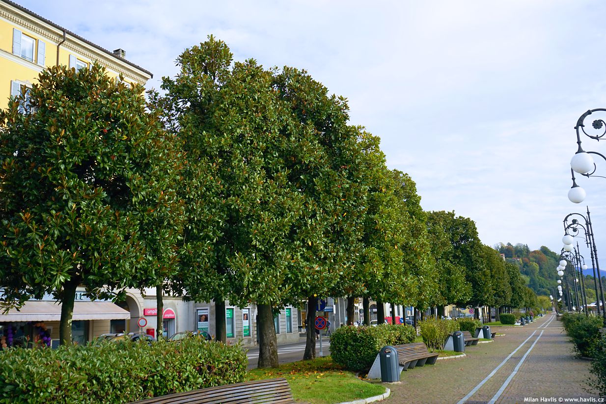 magnolia grandiflora semen�� 1.jpg