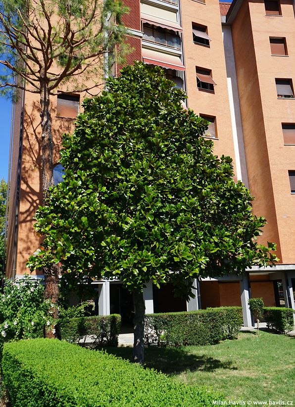 magnolia grandiflora semen�� 3.jpg