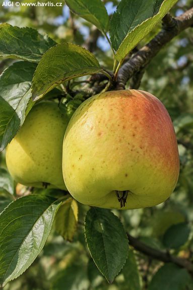 Malus domestica 'ZVONKOV�'