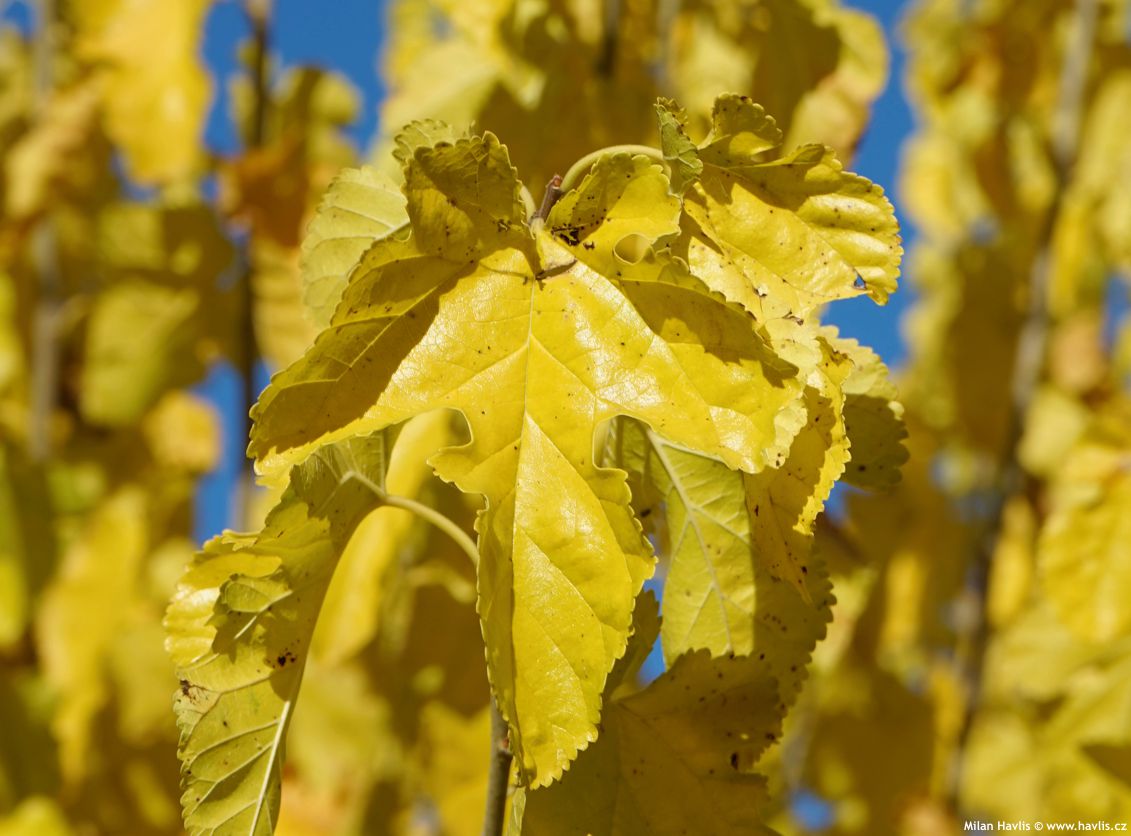 morus alba