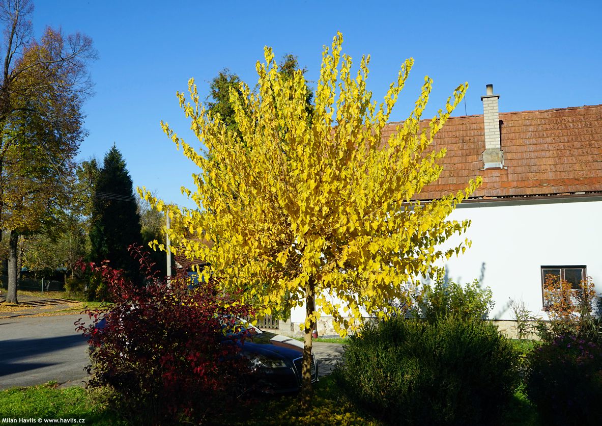 morus alba