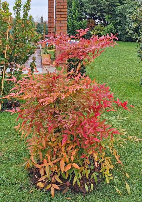 nandina domestica