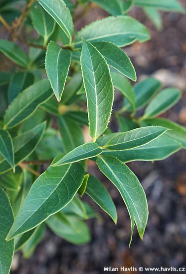 Osmanthus serrulatus vonokv�tka pilovit�