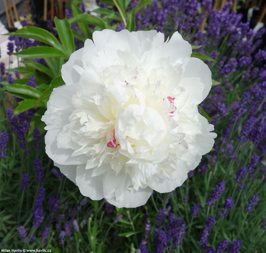 paeonia Shirley Temple