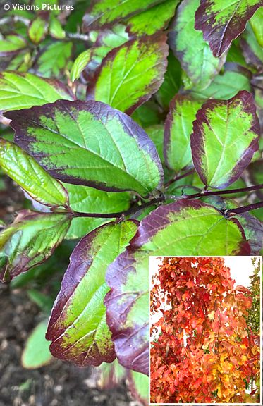 Parrotia persica 'JL Columnar' PERSIAN SPIRE�
