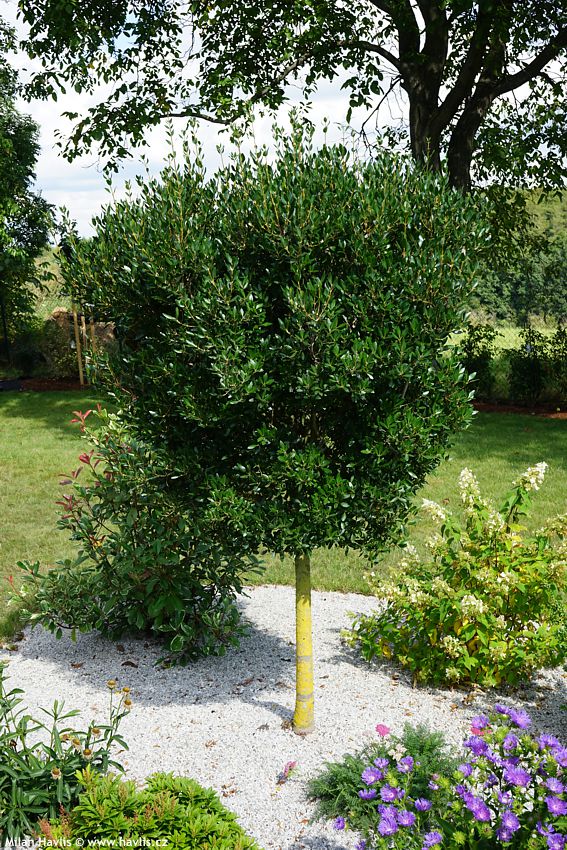 phillyrea latifolia