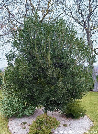 Phillyrea latifolia
