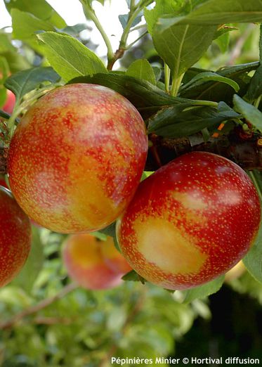 Prunus Pluot� 'FLAVOR CANDY'