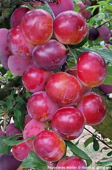 Prunus Pluot� 'PINK CANDY'�