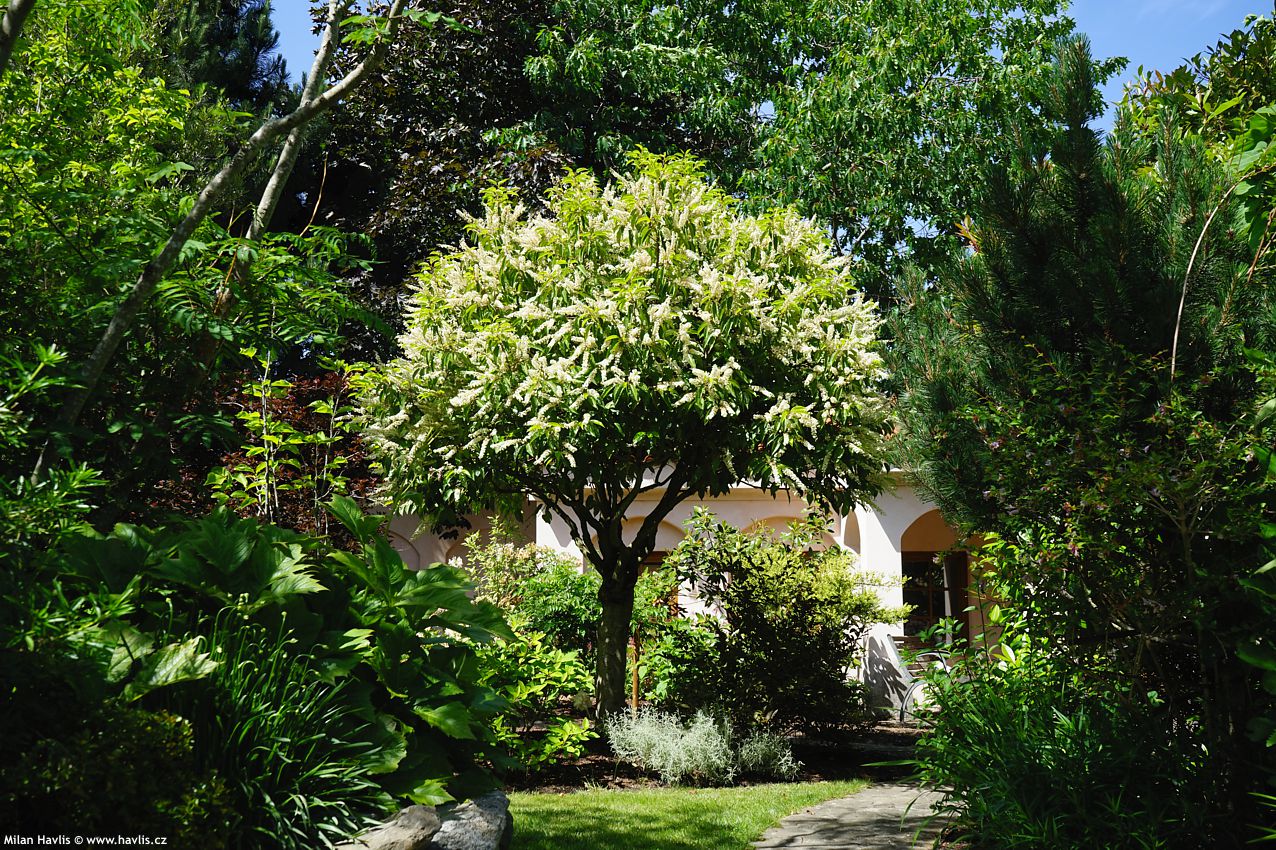 prunus lusitanica