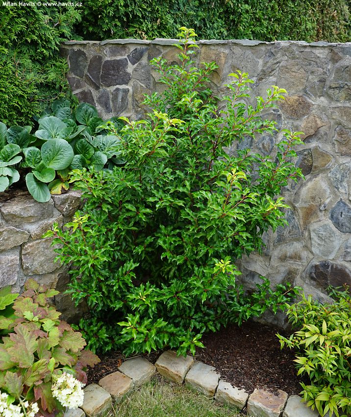 prunus lusitanica Brenelia