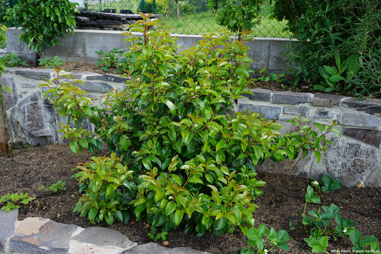 prunus lusitanica Tico