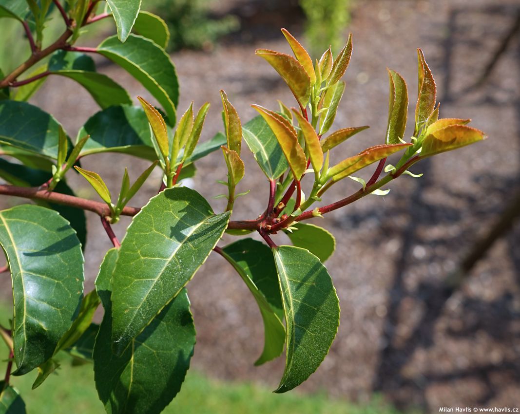 prunus lusitanica Tico