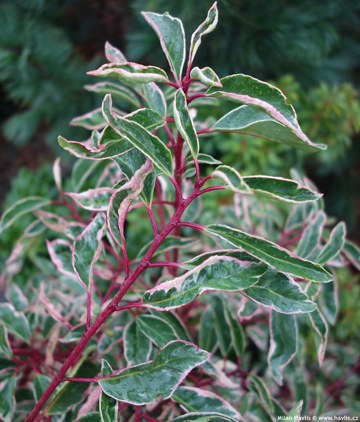 prunus lusitanica Variegata