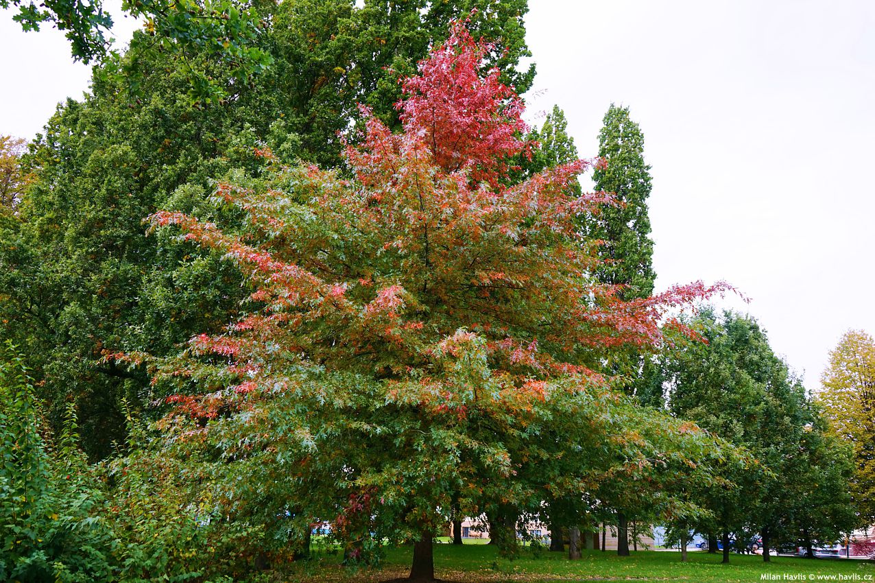 quercus palustris