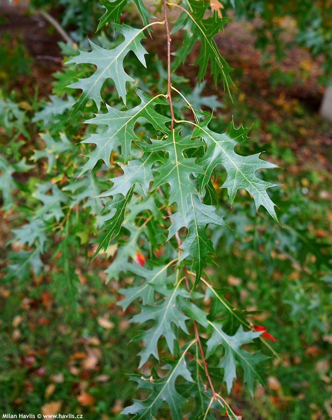 quercus palustris