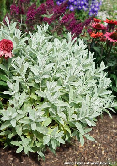 Salix candida 'Jefberg' ICEBERG ALLEY�