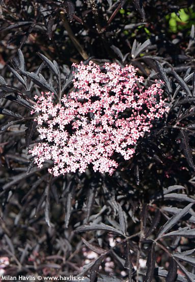 Sambucus nigra 'Eva' BLACK LACE&amp;amp;#174;