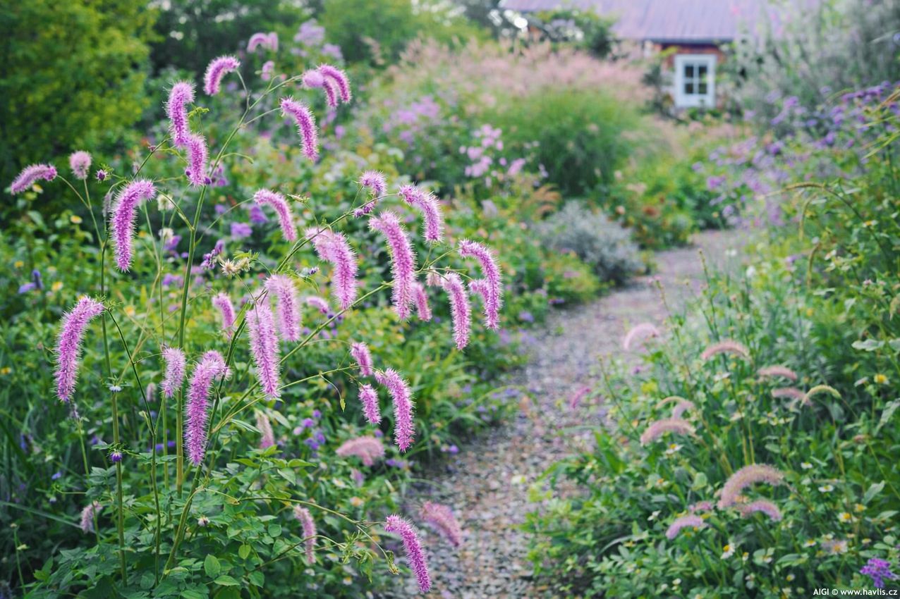 sanguisorba hakusanensis Lilac Squirrel