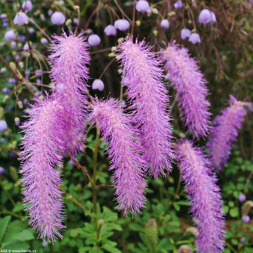 sanguisorba hakusanensis Lilac Squirrel