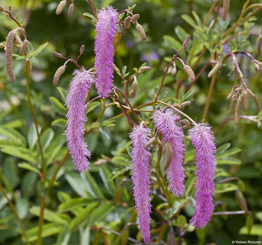 sanguisorba hakusanensis Lilac Squirrel