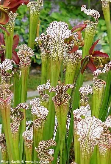 Sarracenia leucophylla 