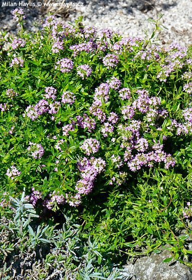 Satureja montana 