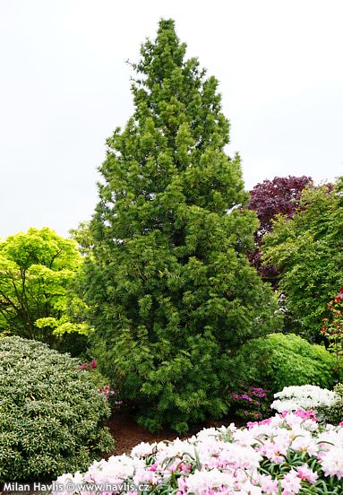 Sciadopitys verticillata 'STERNSCHNUPPE'