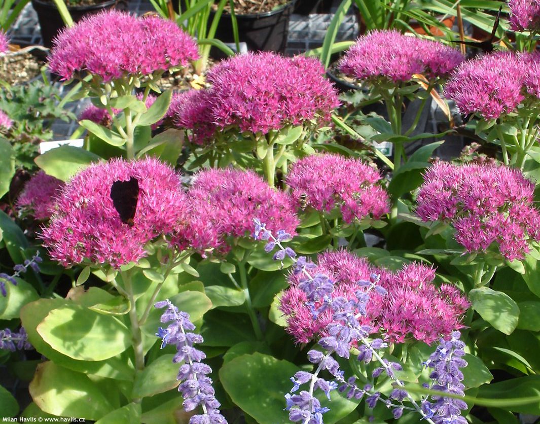 sedum spectabile Neon