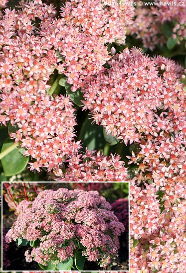 Sedum telefium 'Florserogl' (Hylotelephium) SEDUCTION� ROSE CHARM