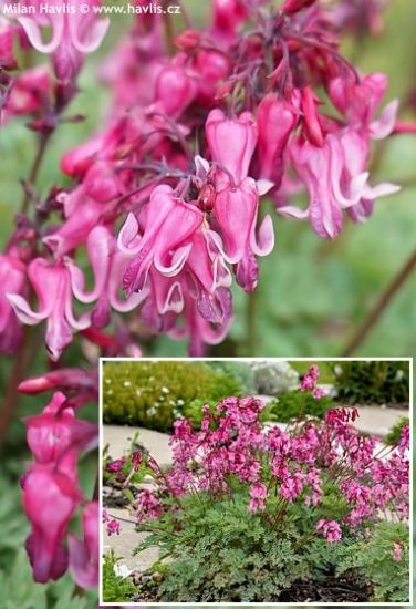 Dicentra 'PINK DIAMONDS'