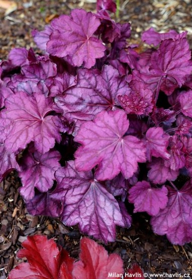 Heuchera PINK PANTHER�