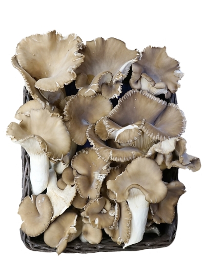 BIO Hl�va 'BLACK PEARL'