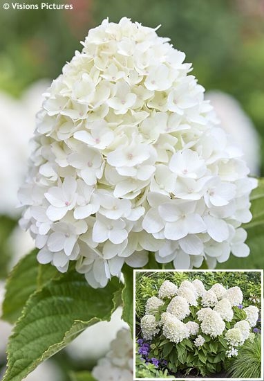 Hydrangea paniculata �LC NO11� LIVING SUGAR RUSH