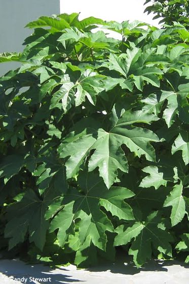 Tetrapanax papyrifer 