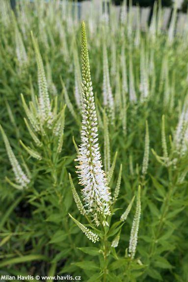 Veronicastrum virginicum 'DIANE'