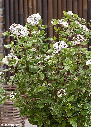 Viburnum tinus ROCK &amp; ROLLA�